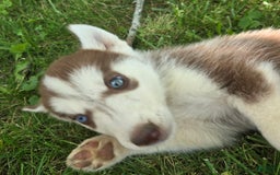 Siberian Husky dogs for sale: Hazel - Image 2