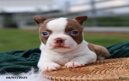 Boston Terrier dogs for sale: Mack - Image 2