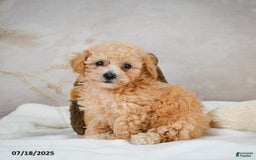 Bichpoo dogs for sale: Dixie - Image 12