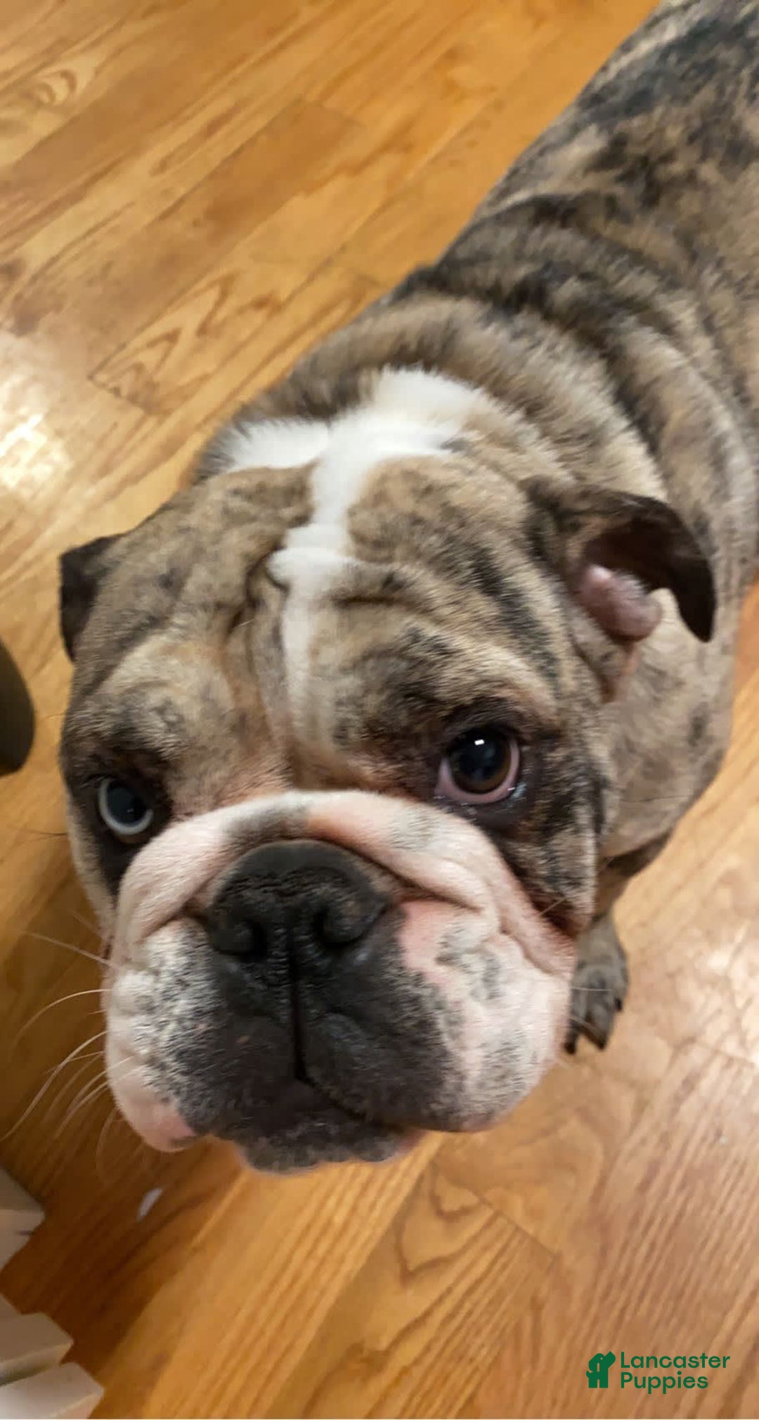 English Bulldog dogs for sale: Tiny Tim - Image 5