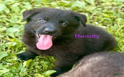 German Shepherd dogs for sale: Beauty - Image 2