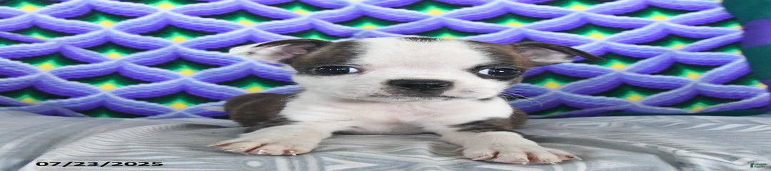 Bacon