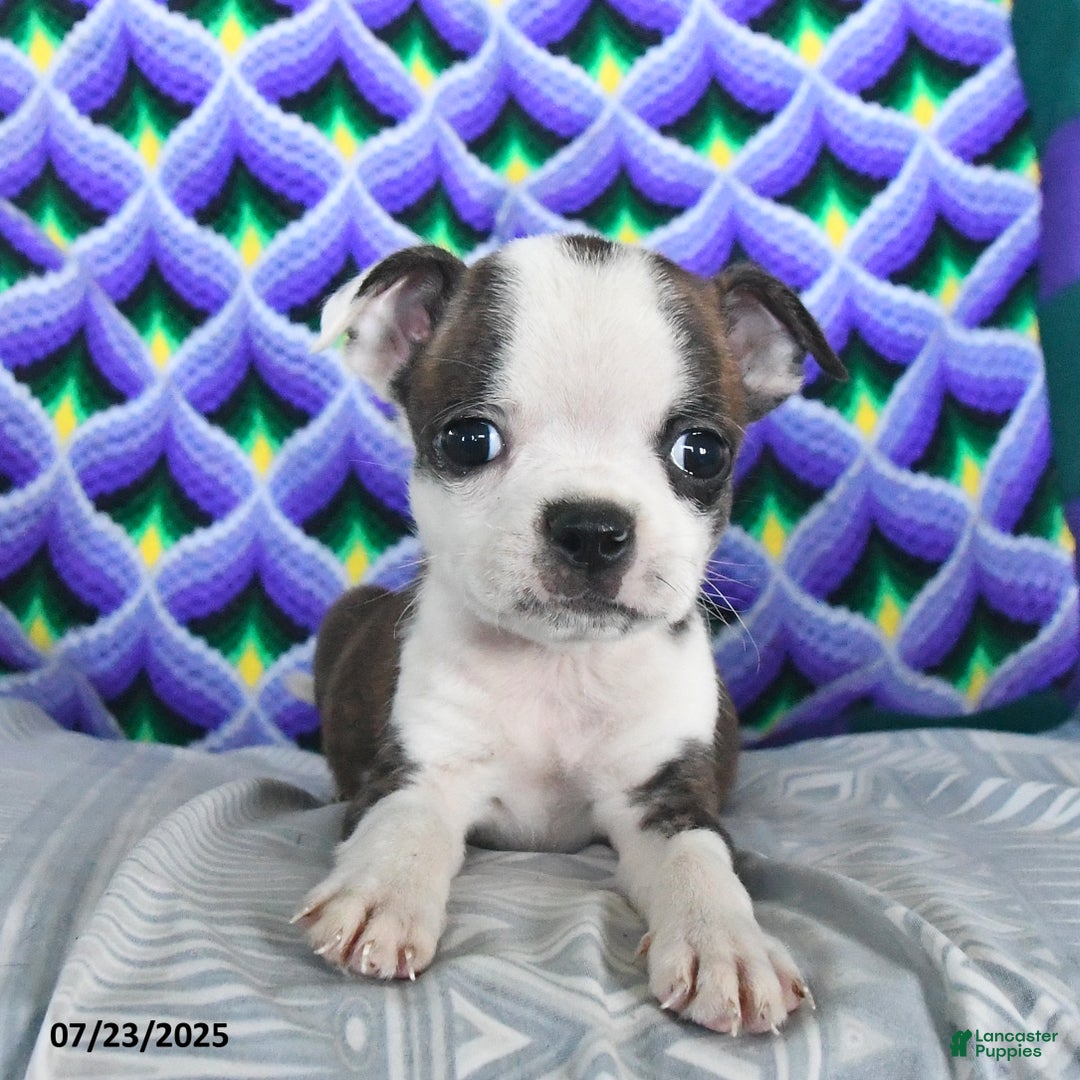 Boston Terrier dogs for sale: Bacon - Image 3