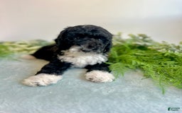 Mini Bernedoodle dogs for sale: Benito - Image 3
