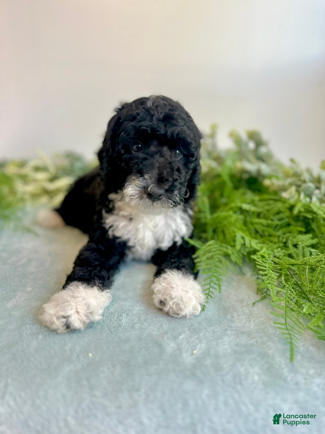 Mini Bernedoodle dogs for sale: Benito - Image 3