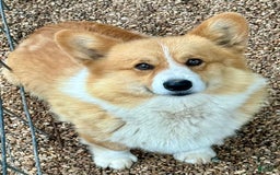 Welsh Corgi Pembroke dogs for sale: Blossom - Image 4