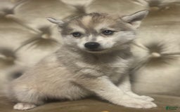 Pomsky dogs for sale: Kanan - Image 4