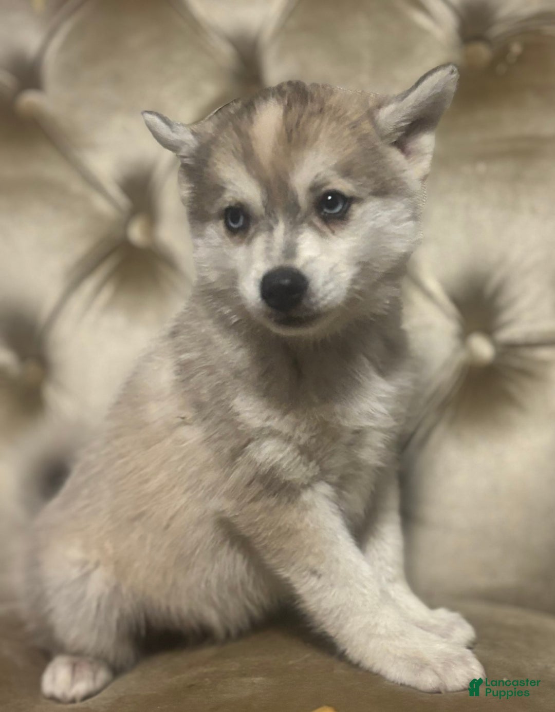 Pomsky dogs for sale: Kanan - Image 4