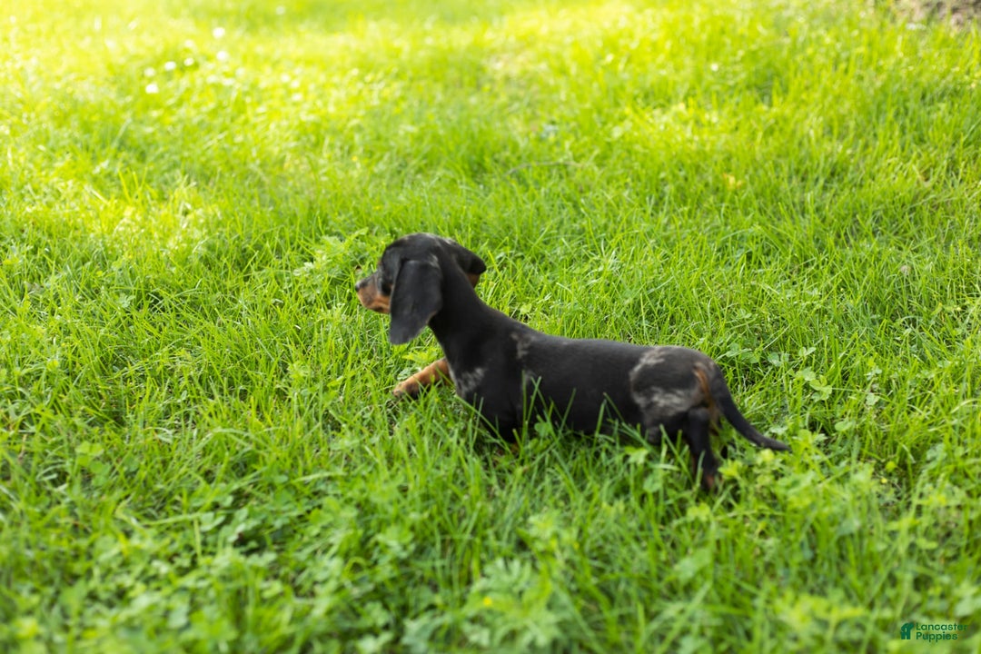Miniature Dachshund dogs for sale: Miniature Dachshund 4 puppies - Image 11