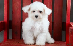 Yorkiepoo dogs for sale: Snow White - Image 12