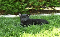 Belgian Malinois dogs for sale: Lady - Image 5