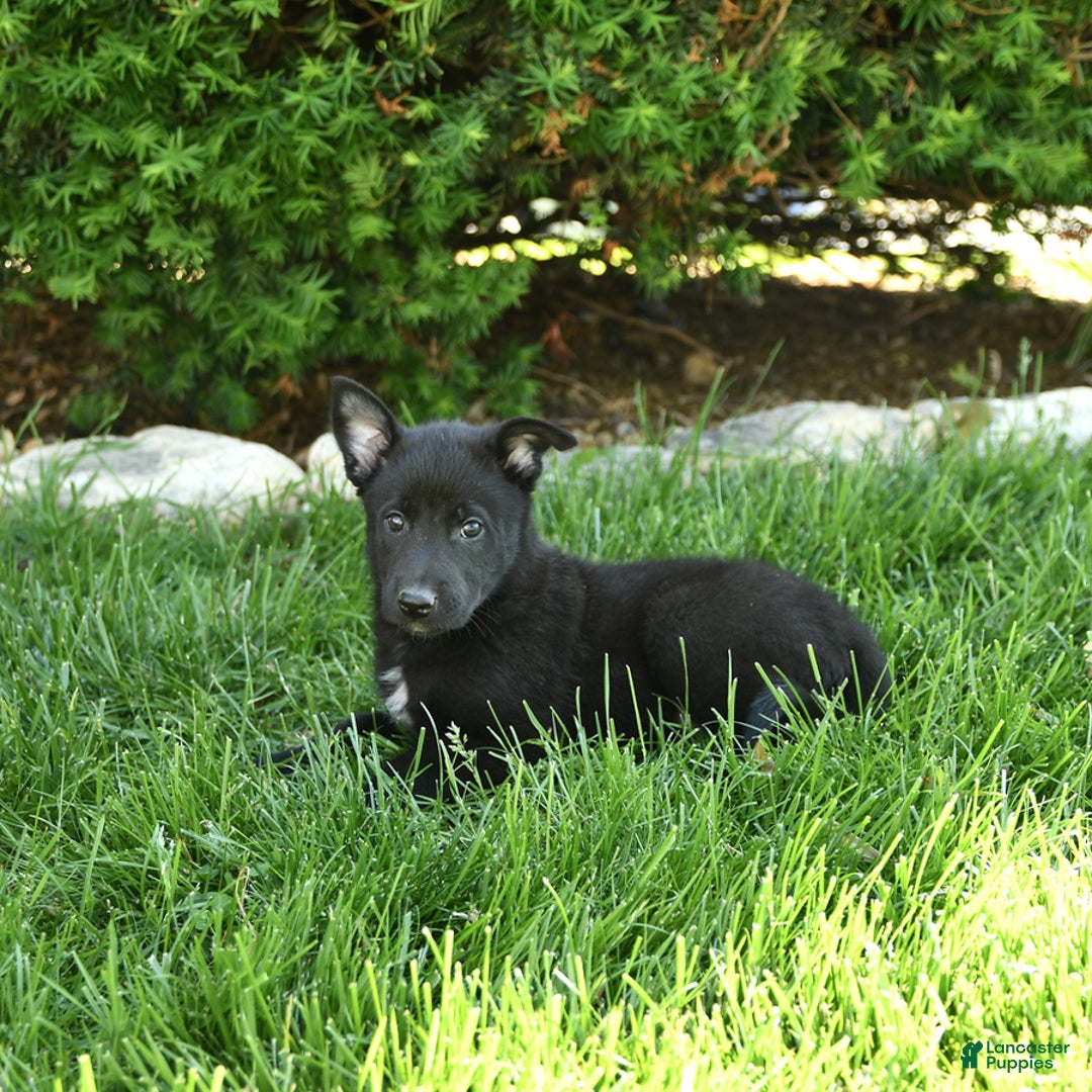 Belgian Malinois dogs for sale: Lady - Image 5