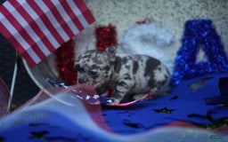 French Bulldog dogs for sale: Butter - Image 5