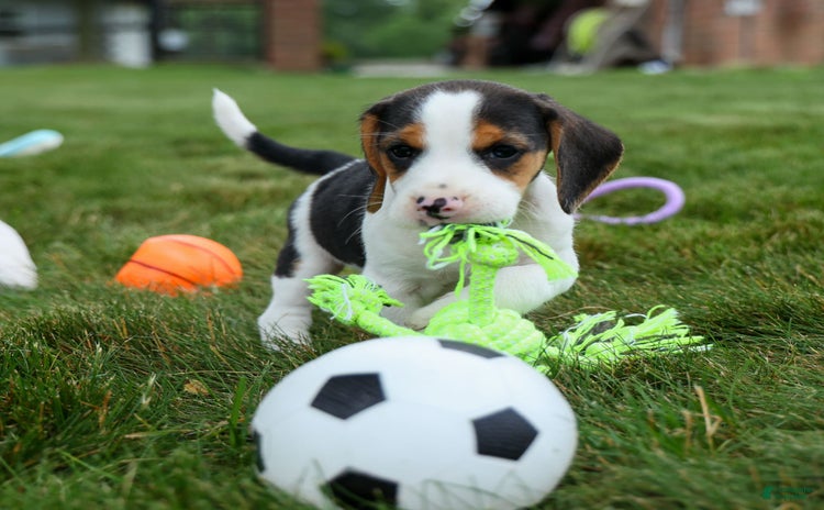 Beagle dogs for sale - Ad 2