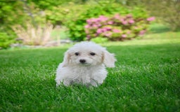 Bichpoo dogs for sale: Betty - Image 3