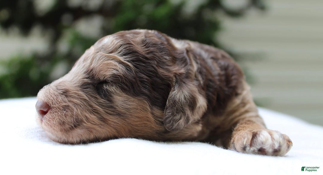 Standard Poodle dogs for sale: Denver Moyen - Image 7