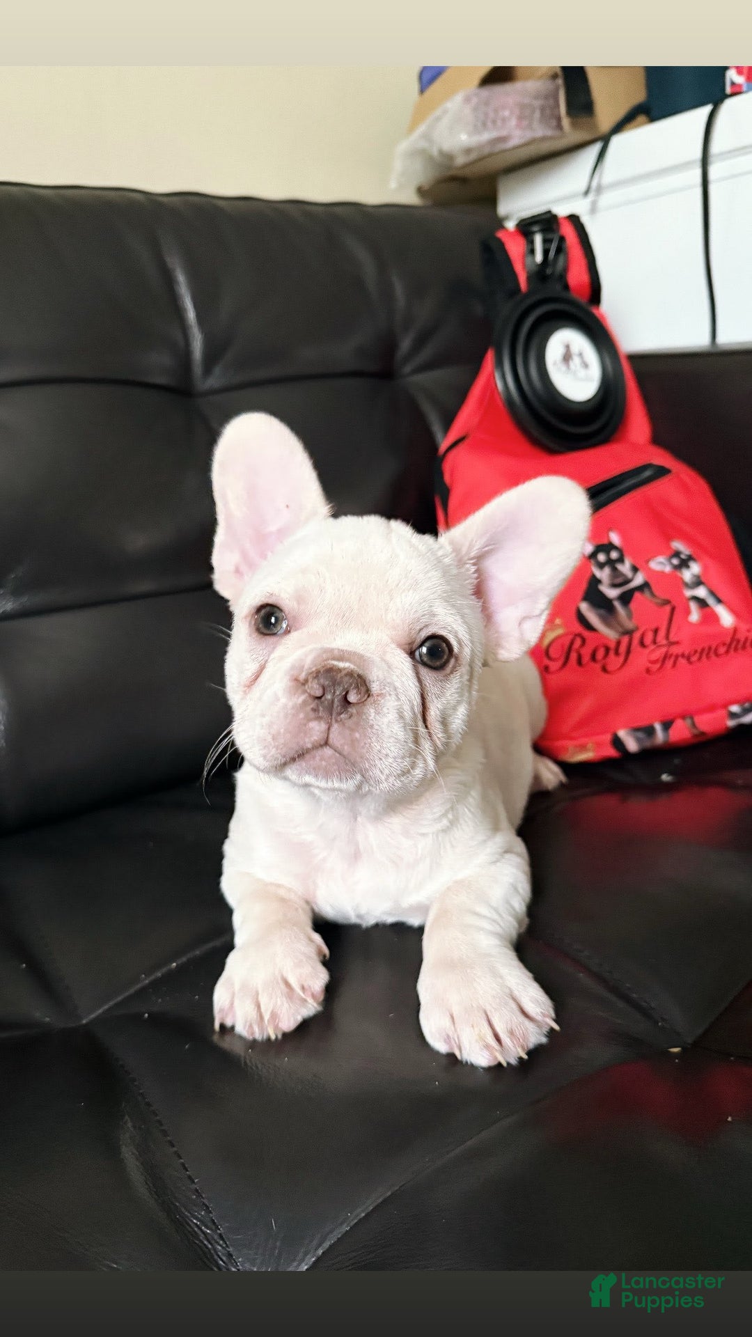 French Bulldog dogs for sale: Rhea - Image 3