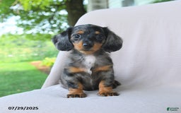 Miniature Dachshund dogs for sale: Misty - Image 2
