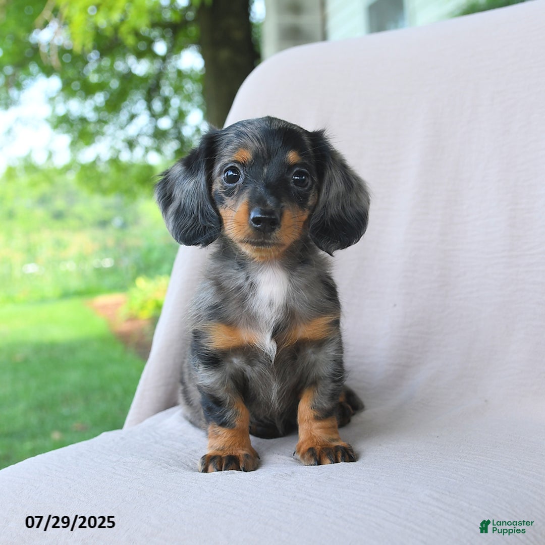 Miniature Dachshund dogs for sale: Misty - Image 2