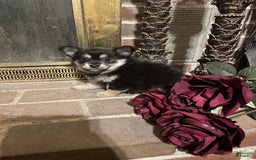 Pomeranian dogs for sale: Mocha - Image 3