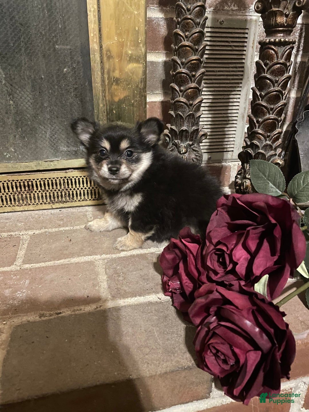 Pomeranian dogs for sale: Mocha - Image 3