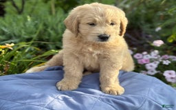 Goldendoodle dogs for sale: Justen - Image 2