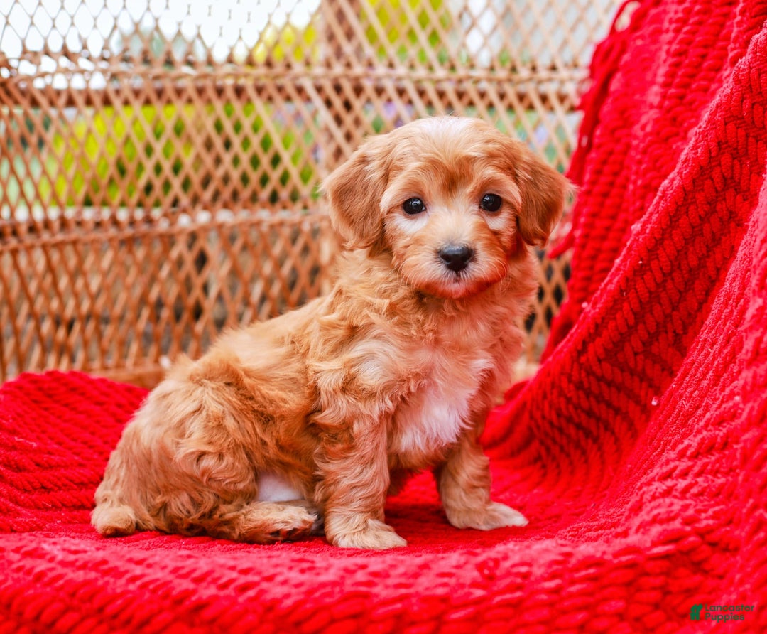 Havapoo dogs for sale: Vinny - Image 10