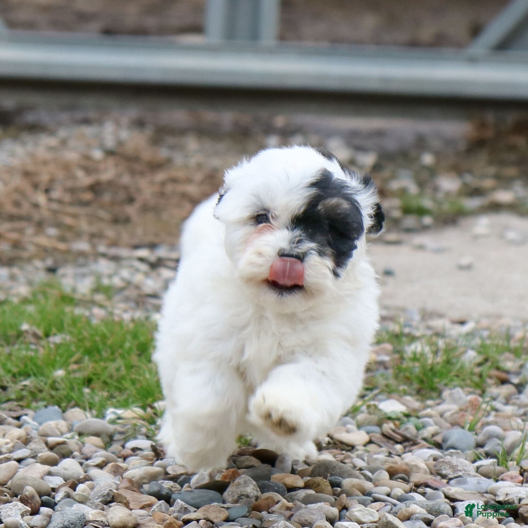 Shihpoo dogs for sale: Abby - Image 10