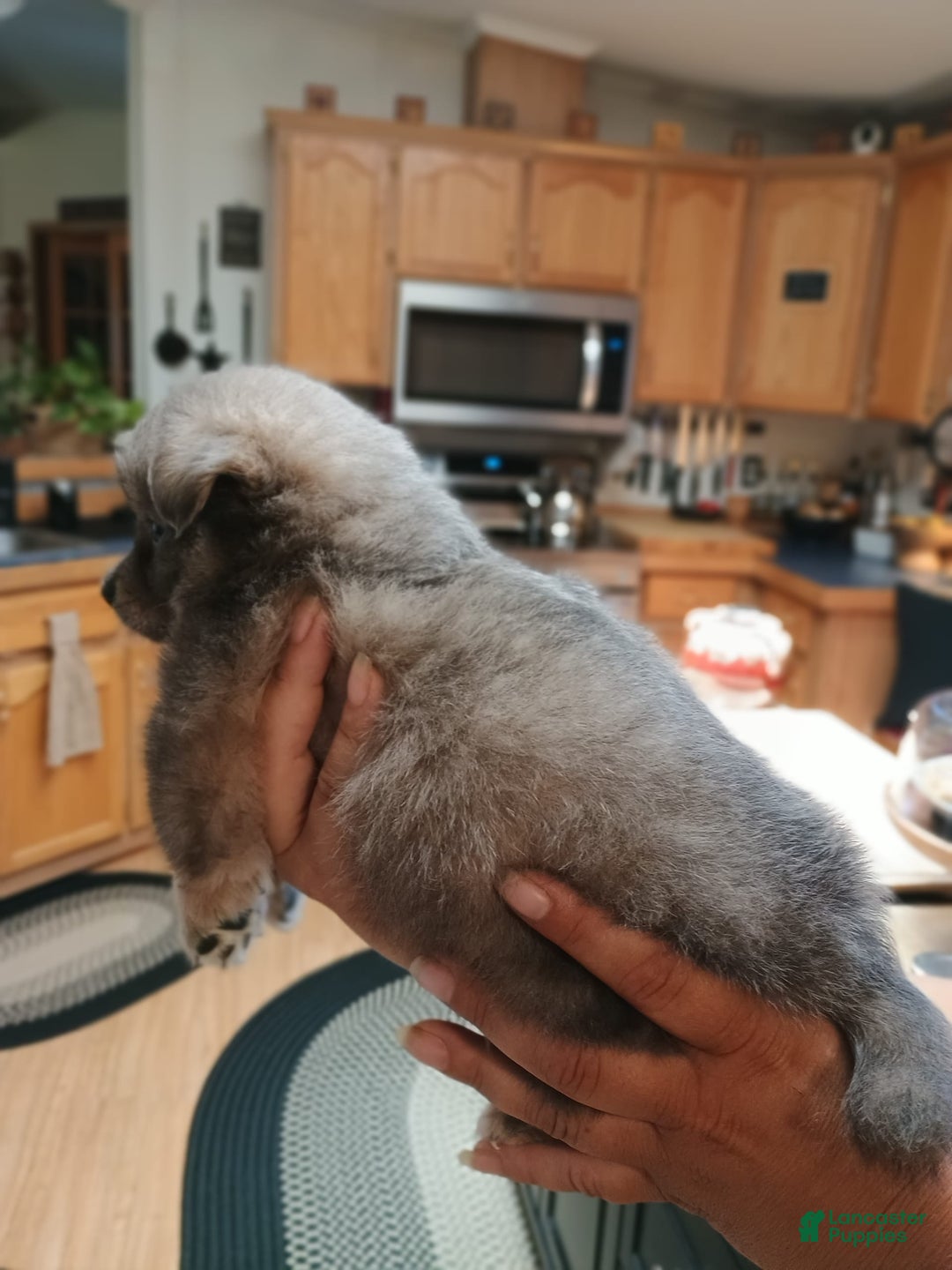 Chihuahua dogs for sale: Nacho Silver Blue - Image 4