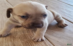 South African Boerboels dogs for sale: Jolie - Image 2
