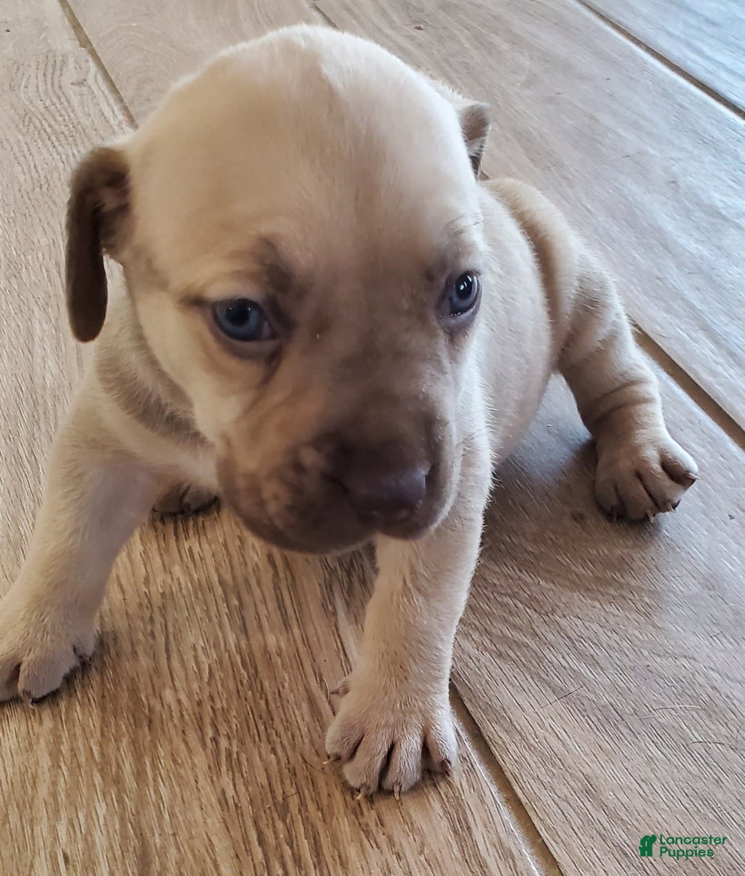South African Boerboels dogs for sale: Jolie - Image 2