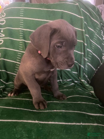 Cane Corso dogs for sale - Ad 2