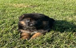 German Shepherd dogs for sale: Chanel - Image 1