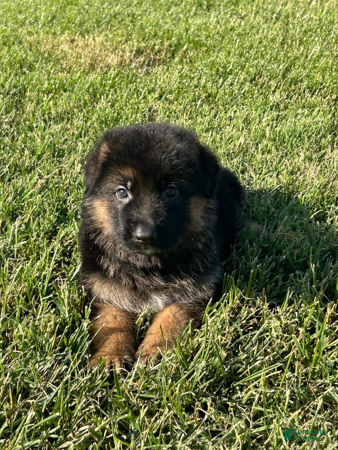 German Shepherd dogs for sale: Chanel - Image 1