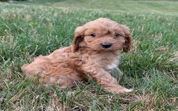 Cavapoo dogs for sale: Axel - Image 24