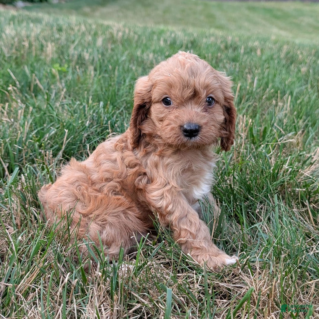 Cavapoo dogs for sale: Axel - Image 24