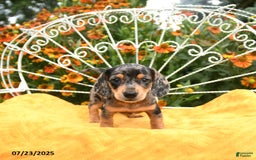 Miniature Dachshund dogs for sale: Wynn - Image 1