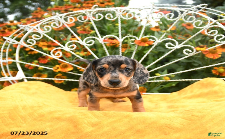 Miniature Dachshund dogs for sale - Ad 1
