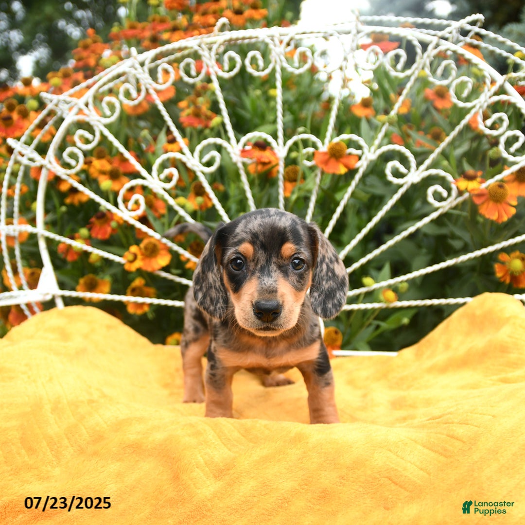 Miniature Dachshund dogs for sale: Wynn - Image 1