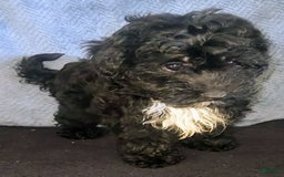 Yorkiepoo dogs for sale: Laverne - Image 3