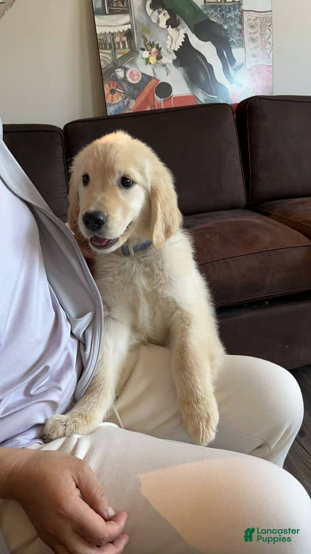 Golden Retriever dogs for sale: Chipi - Image 8