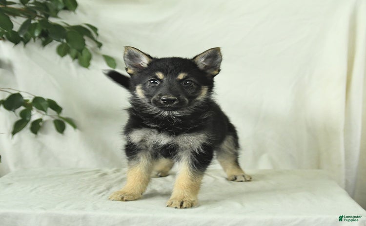 Gerberian Shepsky dogs for sale - Ad 4