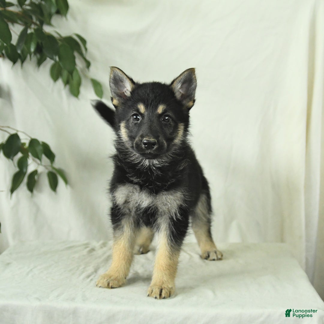 Gerberian Shepsky dogs for sale: Marigold - Image 1