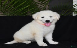 Golden Retriever dogs for sale: Kooper - Image 3