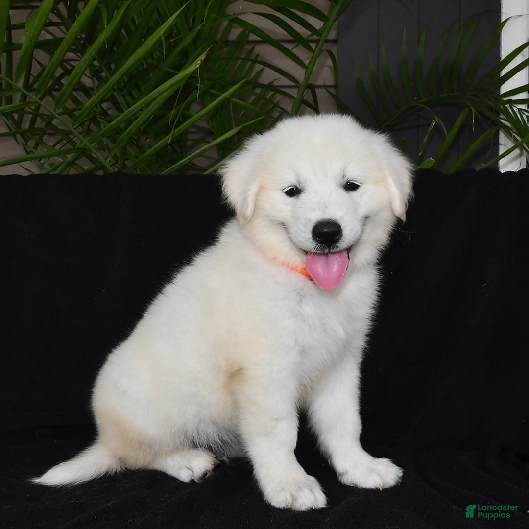 Golden Retriever dogs for sale: Kooper - Image 3