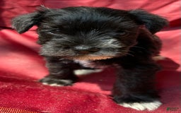 Miniature Schnauzer dogs for sale: Ellie - Image 2