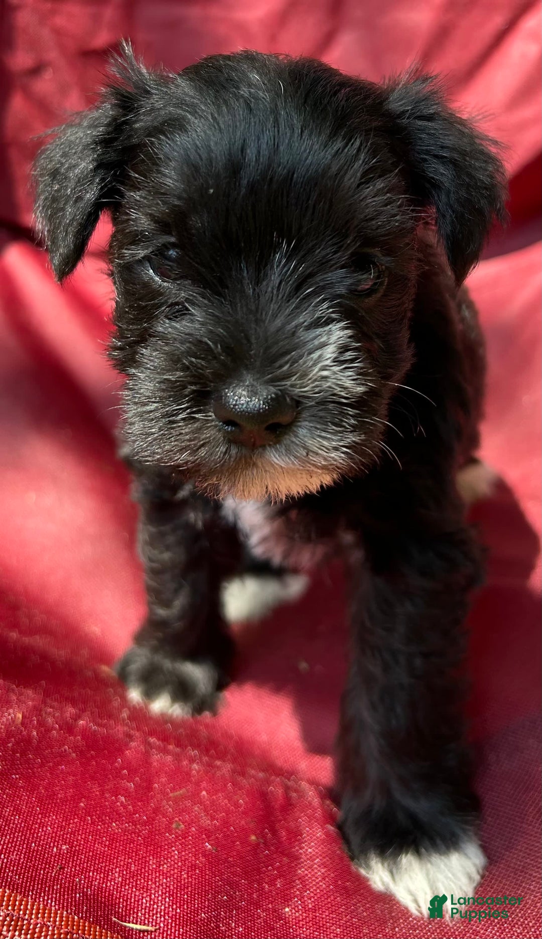 Miniature Schnauzer dogs for sale: Ellie - Image 2