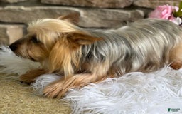 Morkie dogs for sale: ALEXIA - Image 6