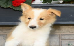 Collie dogs for sale: Parker - Image 6