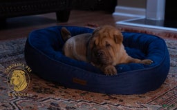 Shar Pei dogs for sale: Nina - Image 1